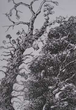 Pen and Ink of Tree from Below